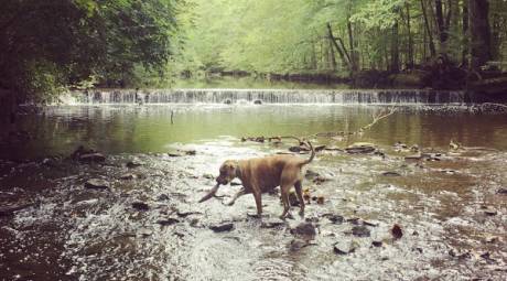 Wissahickon Green Ribbon Trail