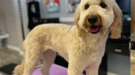 Dog at Oh So Pretty Pet Spa