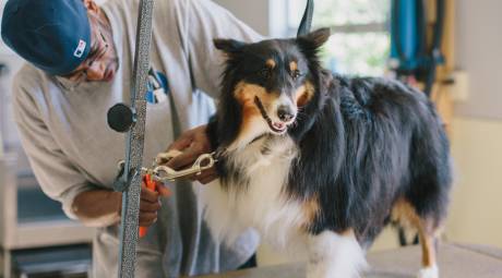 Dog getting groomed at Perfect Pooch