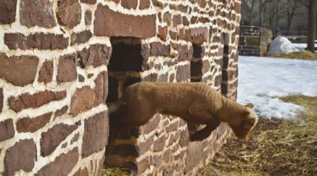 SHEEP-SHEARING DAY