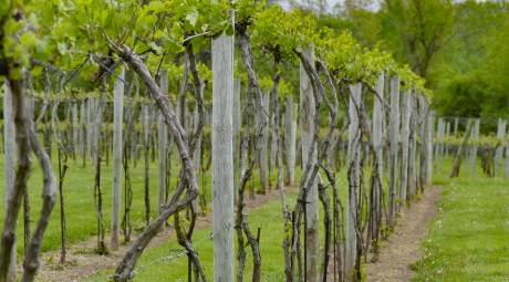 Rushland Ridge Winery Vines