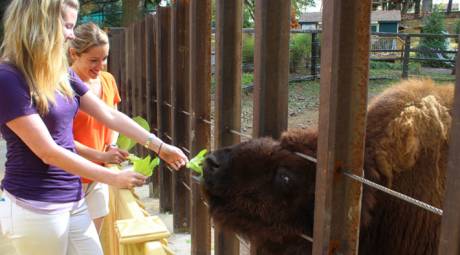 Valley Forge Park - Bison Feeding