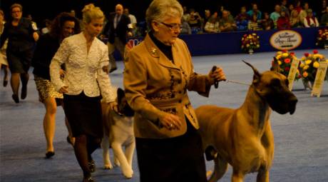 National Dog Show At Philadelphia Expo Center