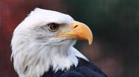 Elmwood Park Zoo - Bald Eagles