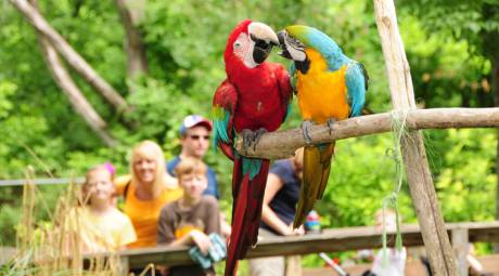 Elmwood Park Zoo - Macaws