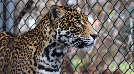 Elmwood Park Zoo - Jaguars