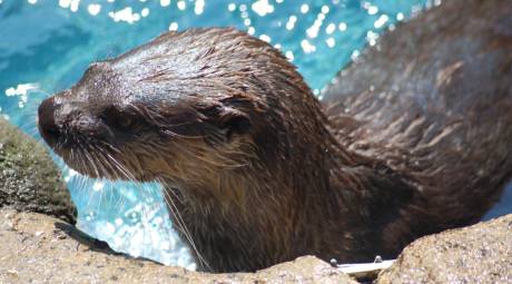 Elmwood Park Zoo - Otters