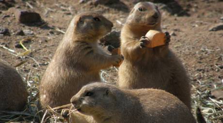 Elmwood Park Zoo - Prairie Dogs
