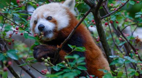 Elmwood Park Zoo - Favorite Animals