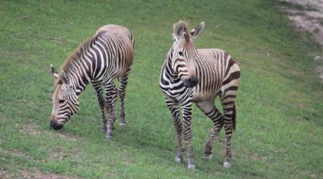 Elmwood Park Zoo - Zebras