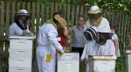 Beekeeping and Honey Festival