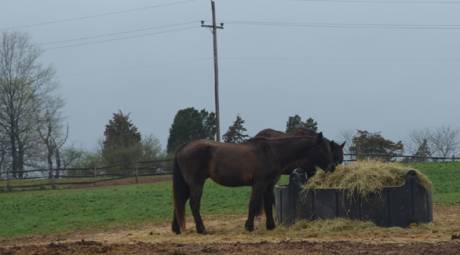 Red Buffalo Ranch