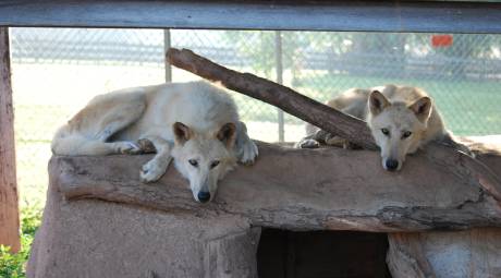 Wolves in enclosure at Upper Schuylkill Valley Park