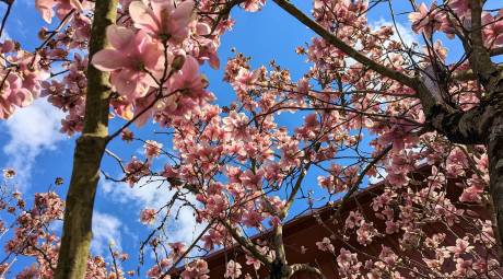 Flowering tree at the Ambler Arboretum
