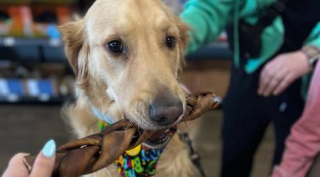 Dog at Dogs and Cats Rule