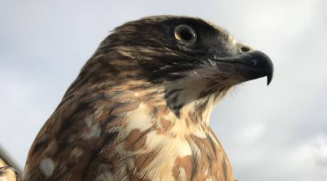 John James Audubon Center Falcon