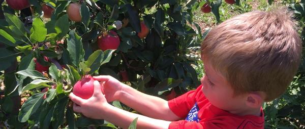 A young boy pulls a ripe red apple from the branch