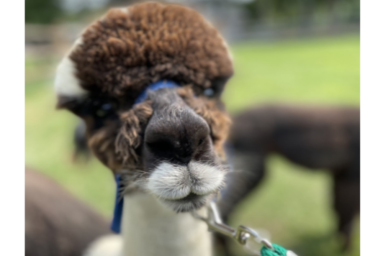Adorable alpaca born at Shear Heaven Farm in York