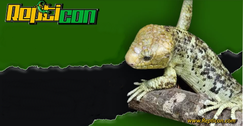 Repticon again
