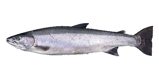 Steelhead