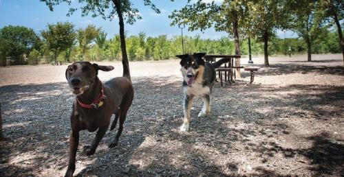 Dogs running at Bonnie Wenk Dog Park
