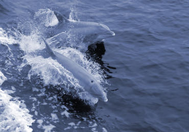 Two dolphins riding a boat wake