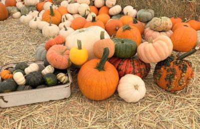 Wild pumpkin patch