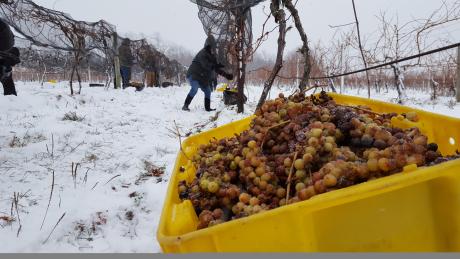 Ice Wine grape harvest at Casa Larga Vineyards