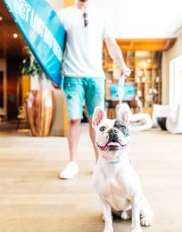 Pasea Hotel & Spa in Huntington Beach Pet Friendly