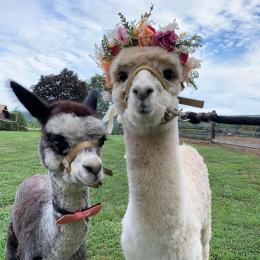 Alpacas