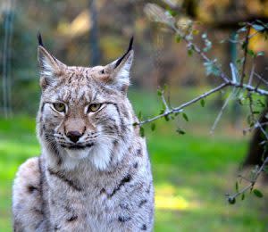 Small Cat Spotlight: Canada Lynx