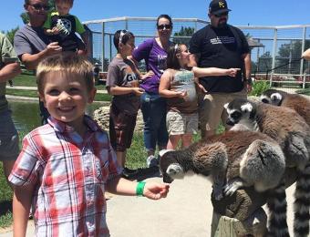 Family Lemurs