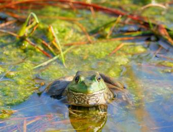 Bullfrog