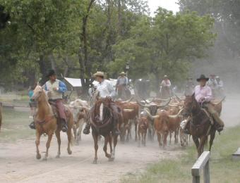 A cattle drive at Old Cowtown