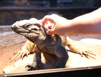 Exotic Pets 1