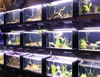Exotic Pets 5