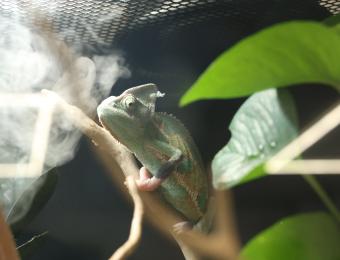 Exotic Pets/Wichita Reptile Zoo 2