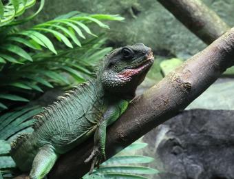 Exotic Pets/Wichita Reptile Zoo 6