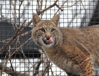 Kansas Wildlife Exhibit Bobcat
