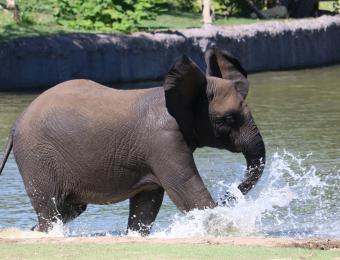 Sedgwick County Zoo Elephant