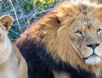 Sedgwick County Zoo Lions Kianga and Michael