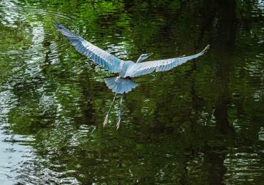 Great Blue Heron at Babcock Ranch Eco-Tours in Punta Gorda, Florida