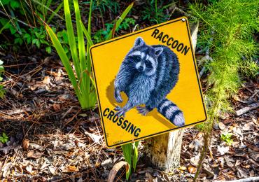 Racoon Crossing Sign at Babcock Ranch Eco-Tours