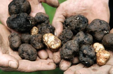 Truffles in Hands
