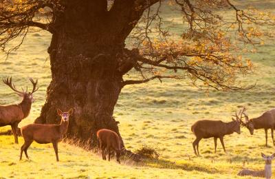 Deer roaming in the deer park at Ashton Court Estate near Bristol in the autumn, credit Paul Box