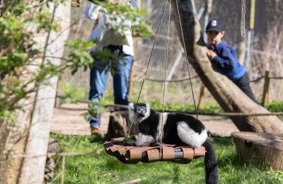 White ruffled lemur at Bristol Zoo Project - credit Bristol Zoo Project
