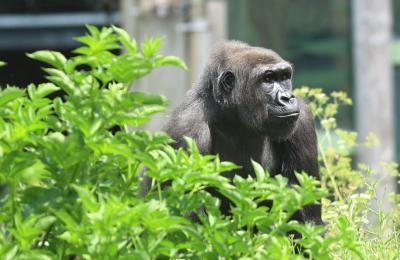 Gorilla in African Forest at Bristol Zoo Project - credit Verity McGuire