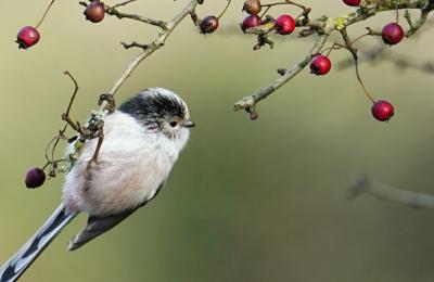 Long tailed tit on branch - credit Kathi Held