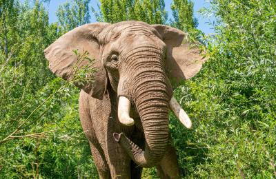 Shaka the African Bull Elephant at Noah's Ark Zoo Farm - Credit Noah's Ark Zoo Farm