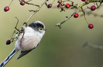 Long tailed tit on branch - credit Kathi Held